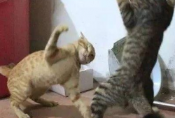 猫打架视频,一场激烈的对决瞬间回顾